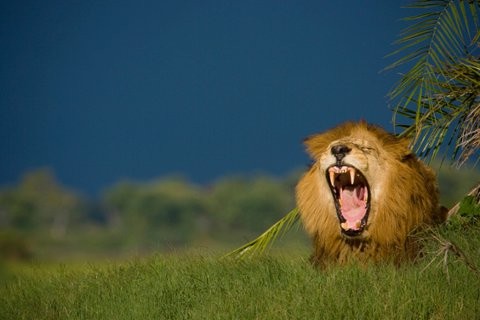 Águia cresce, leão cai. O que mudou desta primeira volta para a anterior?