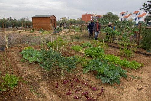 Horta Comunitária da Quinta do Anjo.jpg