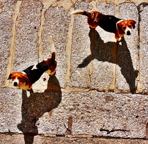 BEAGLES.jpg