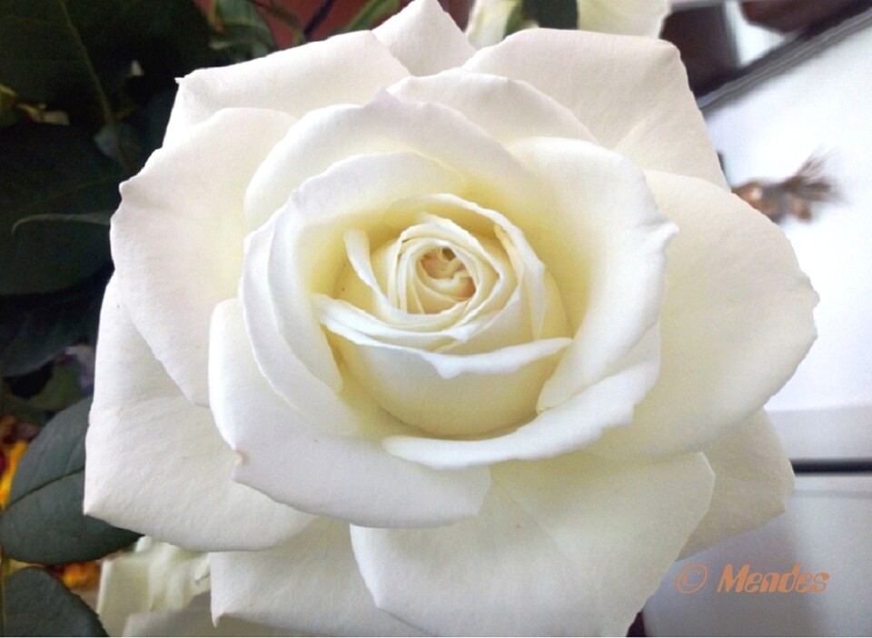 Cerva - A beleza das Flores - Rosas Brancas.