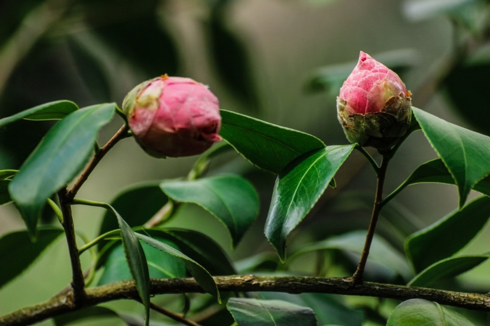 camellia japonica 3.jpg camellia japonica 3.jpg