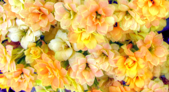 Flores (130)-001_tonemapped.png