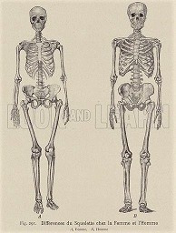 M396989_Differences-between-the-skeletons-of-a-man