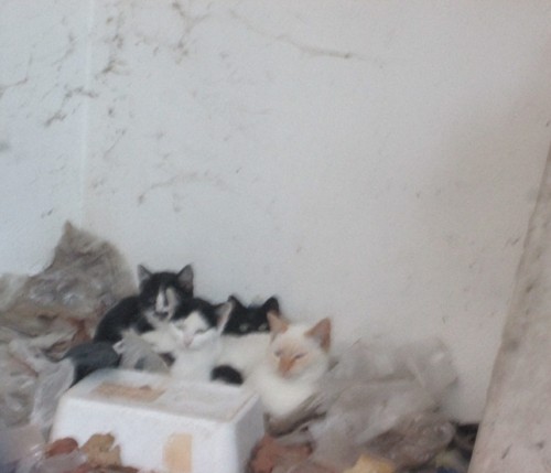 IMG_5126 cópia.JPG IMG_5126 cópia.JPG