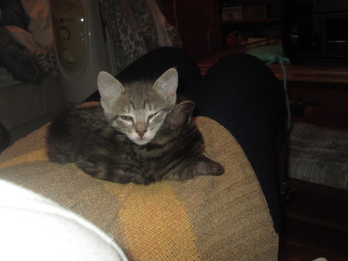 Becas e Amora 17.JPG