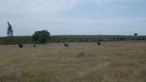 Ganadaria Partido de Resina.JPG Ganadaria Partido de Resina.JPG