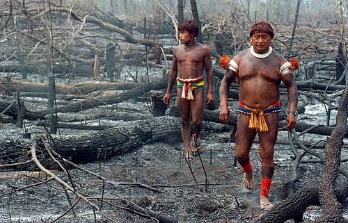 burned_jungle_q_11080.jpg