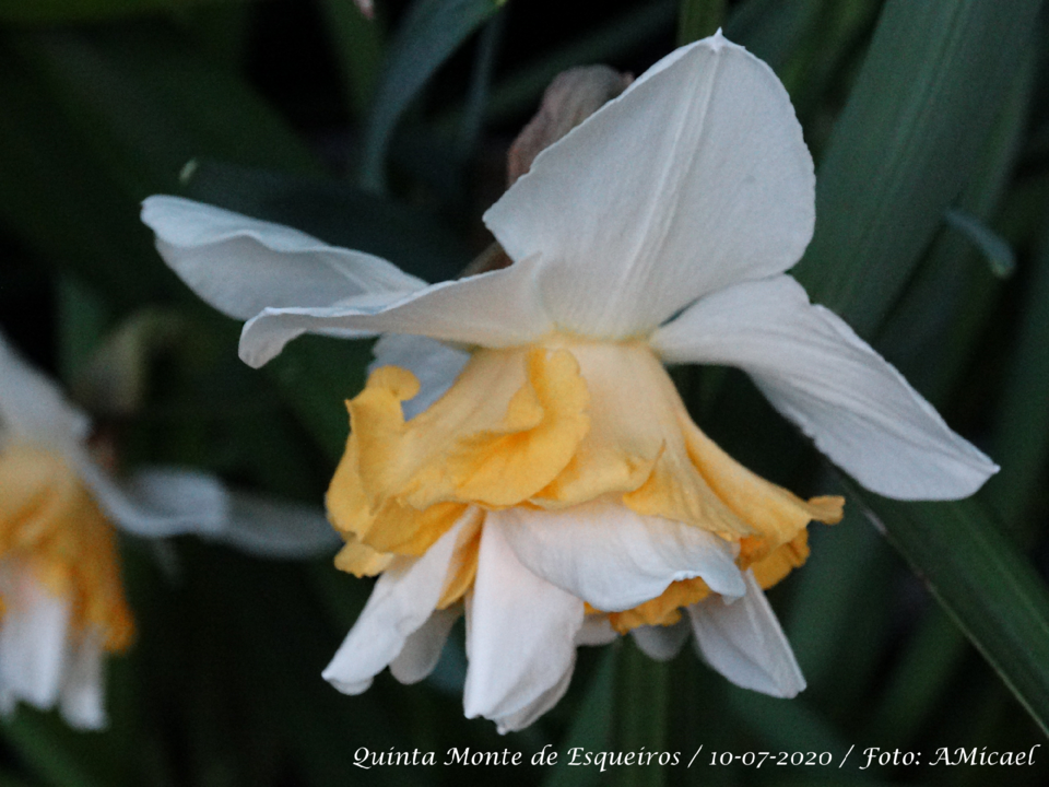 6 Narciso - DSC06111.png