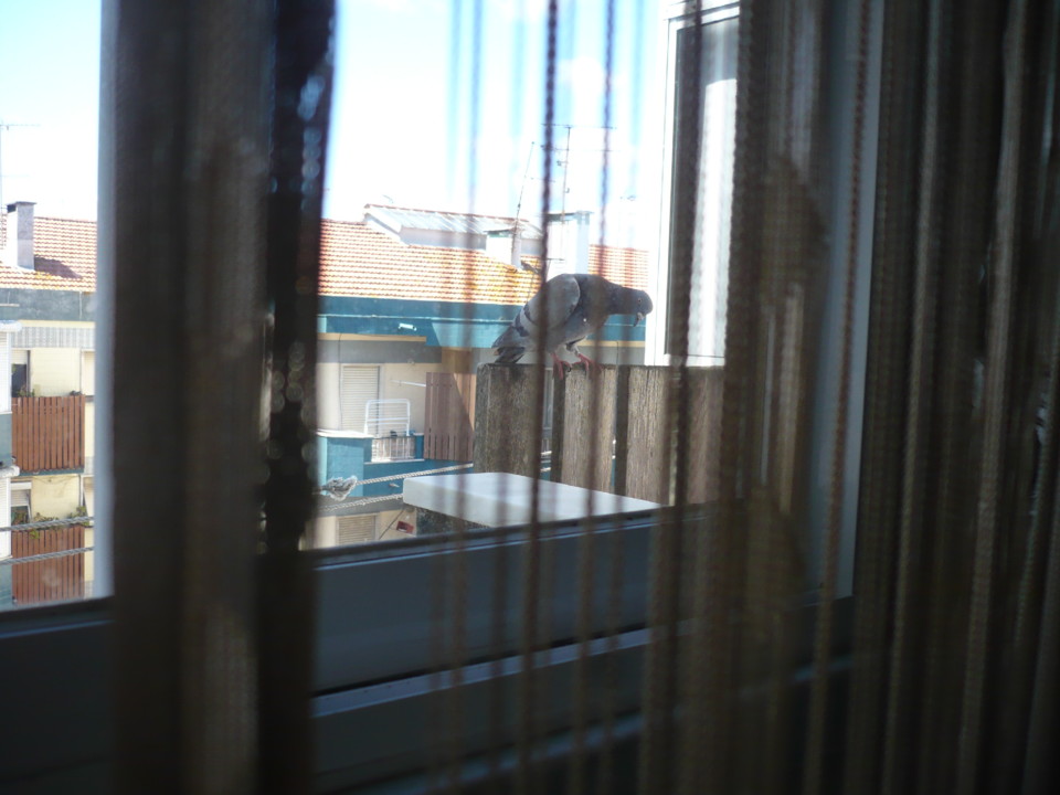 pombo fiscal P1040874.JPG