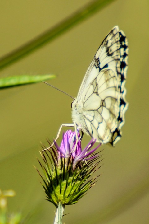 melanargia lachesis 3.jpg melanargia lachesis 3.jpg