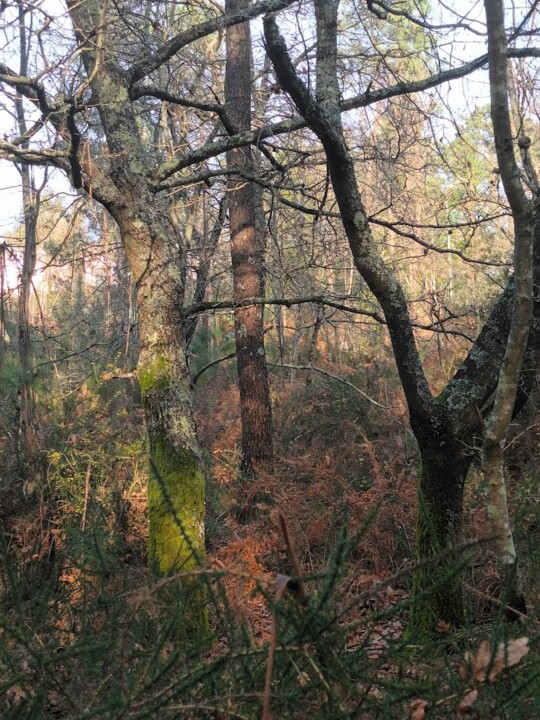 Não me canso disto inverno1.jpg