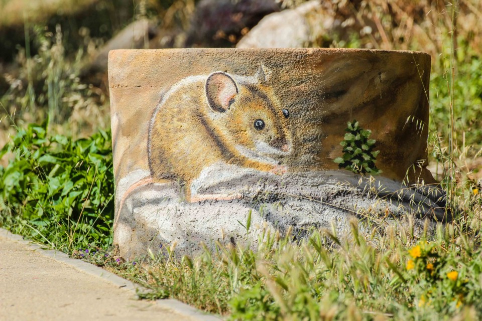 trilho das vinhas-64.jpg