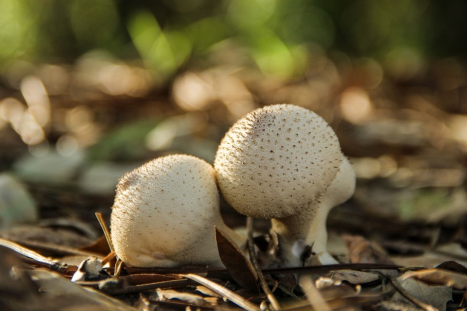 lycoperdon perlatum 5.jpg