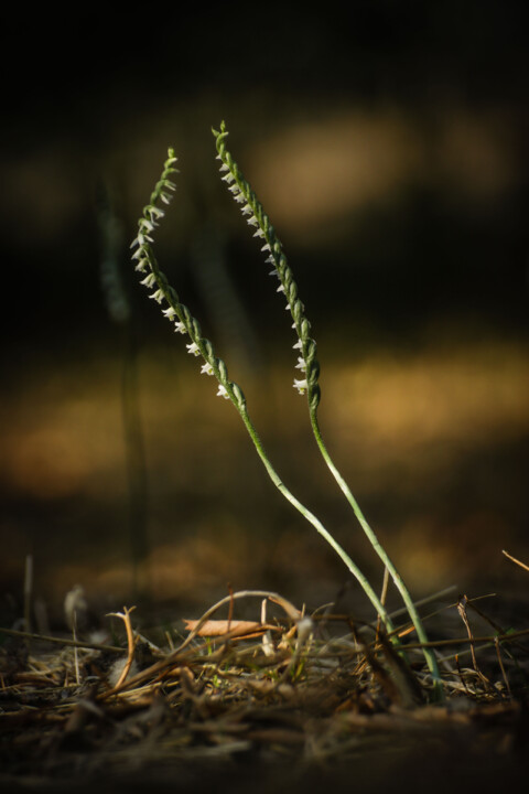 orquidea de outono 11.jpg