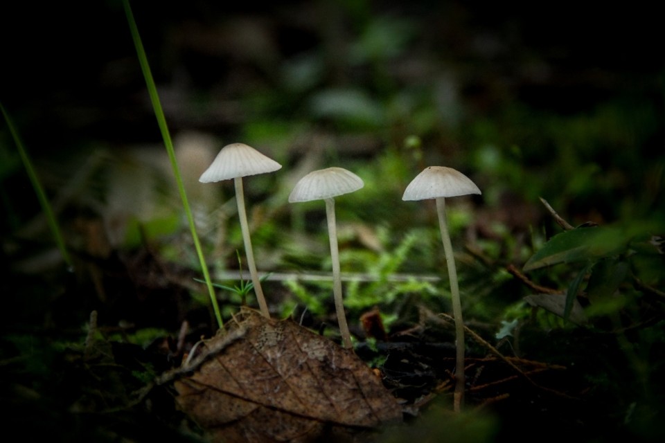 cogumelos 7.jpg
