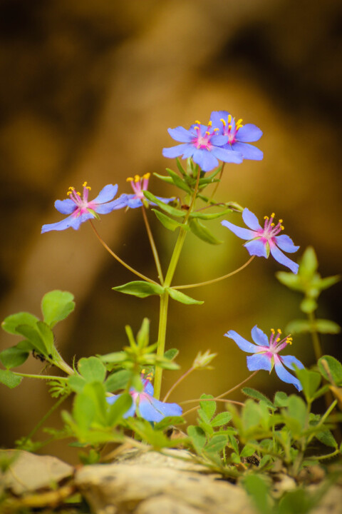 anagallis arvensis 8.jpg