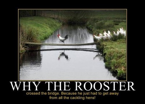 Why The Rooster