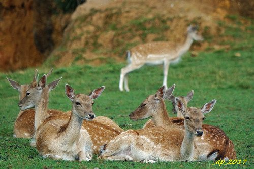 SAM_0490.JPG SAM_0490.JPG