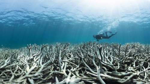 028_coral_bleaching_at_heron_island.jpeg