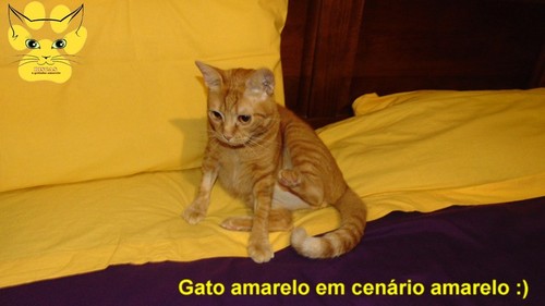 gatoamarelocenarioamarelo.jpg