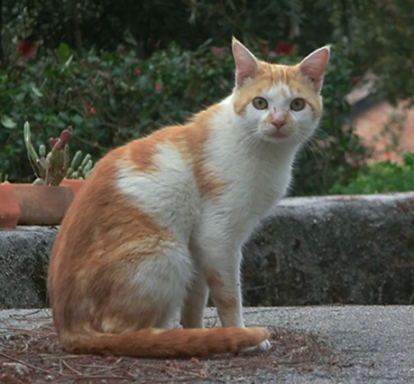 gato gaspar-augusto mota_4.jpg