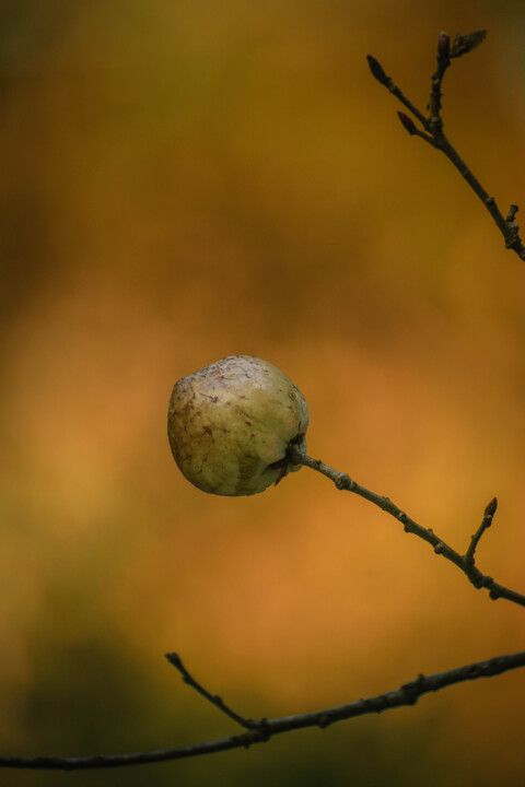 montachique marco 10.jpg