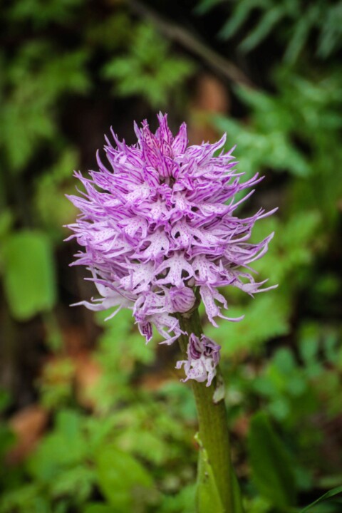 cascata da contradinha 8.jpg