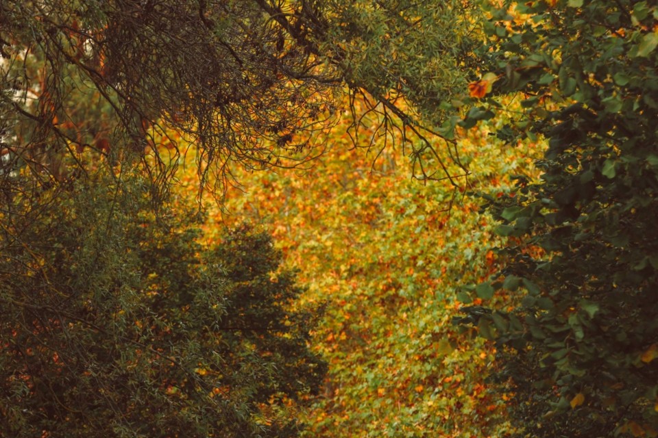 outono_quinta_das_conchas 7.jpg