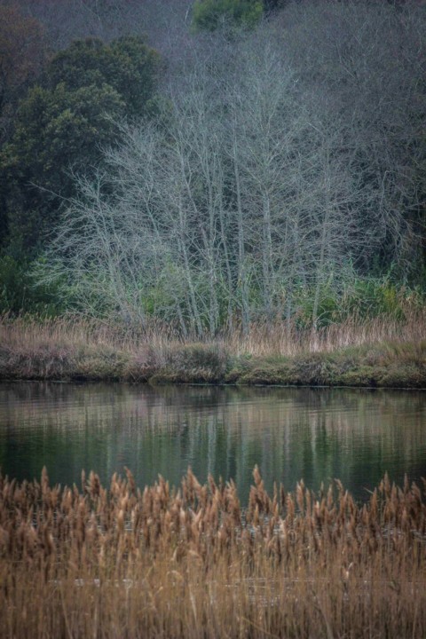 lagoa de obidos 2.jpg