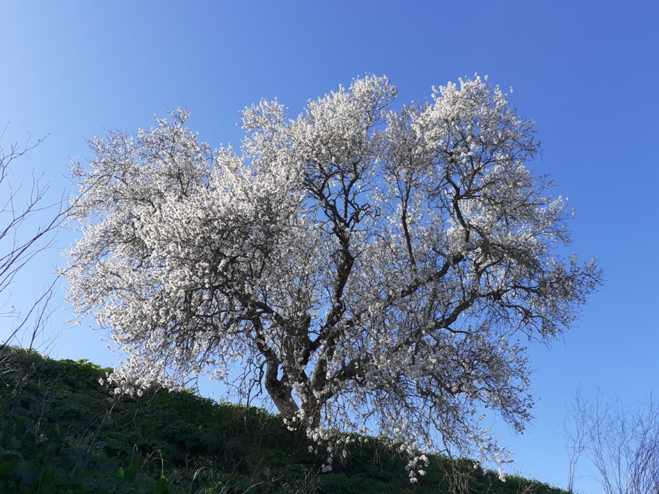 Amendoeira. Foto original. 2022.01.25.jpg