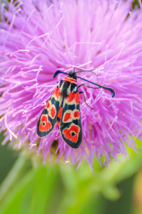 zygaena fausta-5.jpg