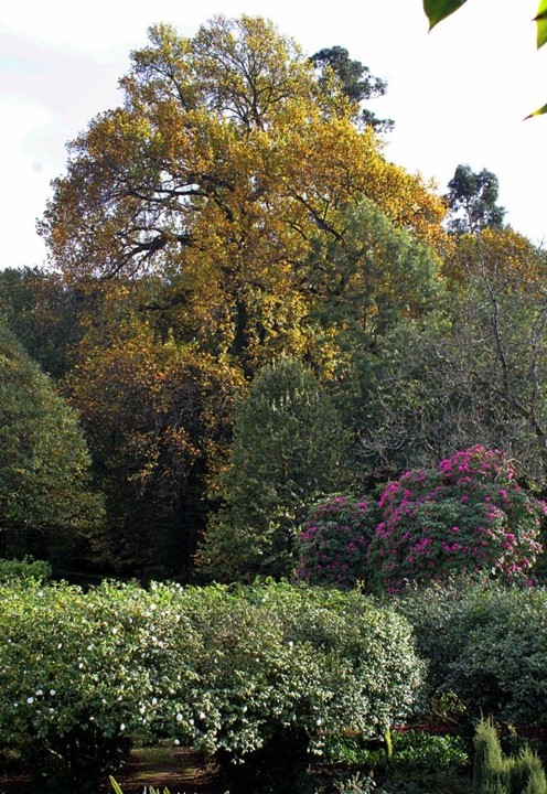 ÁRVORE PONTO, NOGUEIRA.JPG