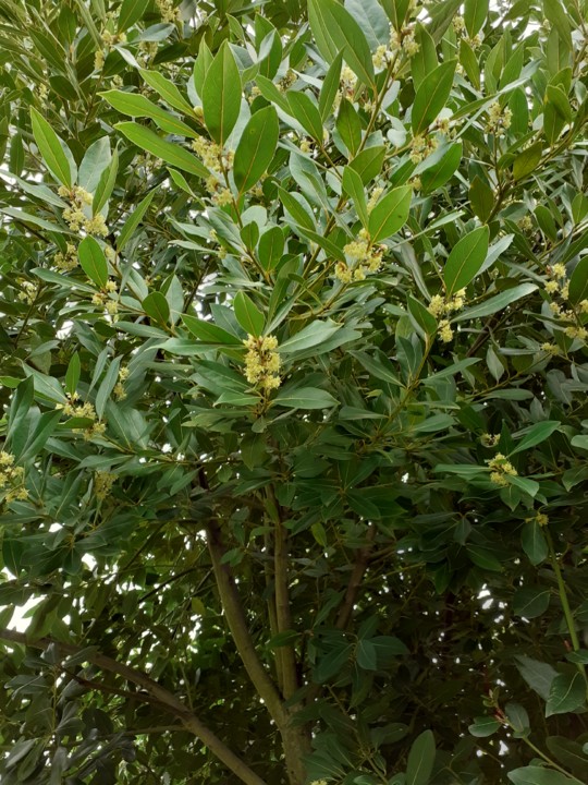 Loureiro. Foto original. 2021.03.04.jpg