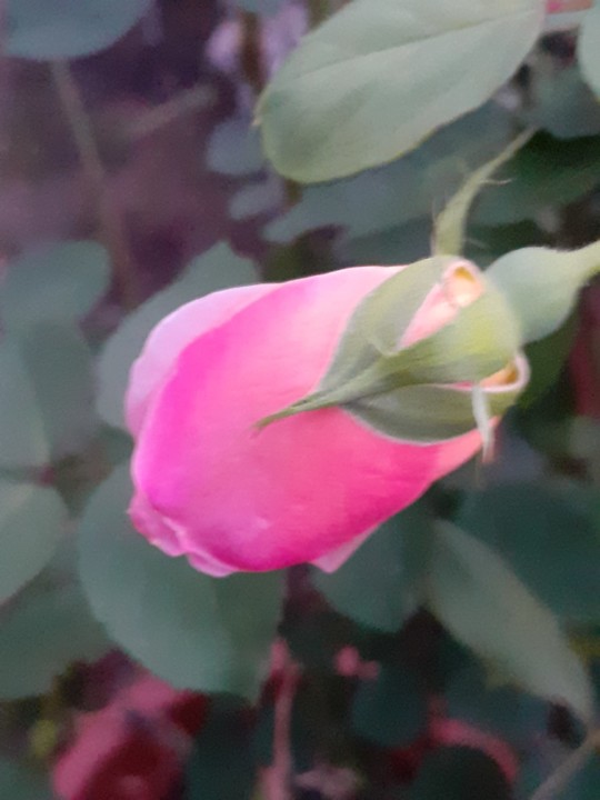 Botão de rosa. Foto original. 2021.10.09.jpg