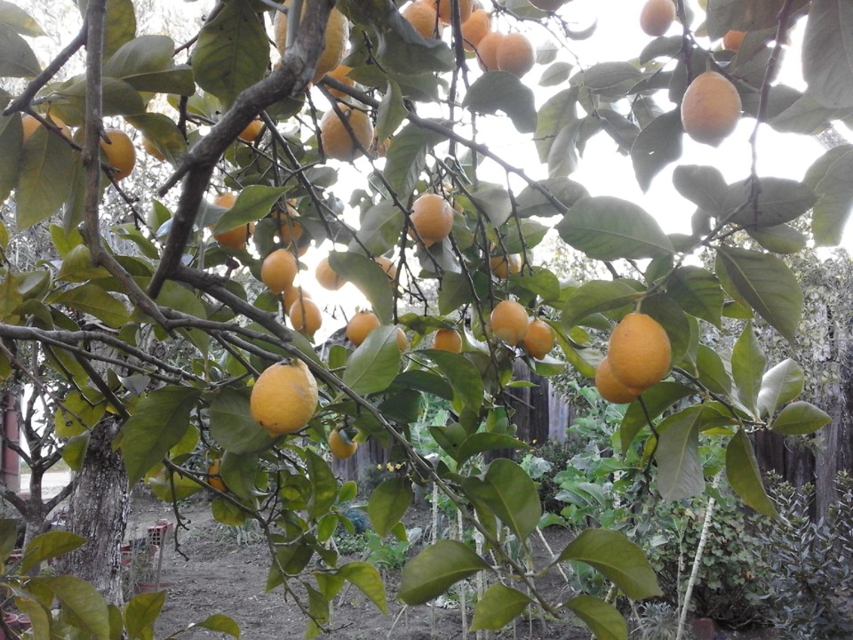 Foto original Limoeiro I 2018.jpg