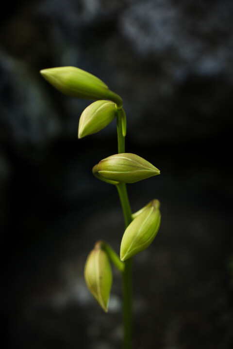 estufa fria dezembro 16.jpg