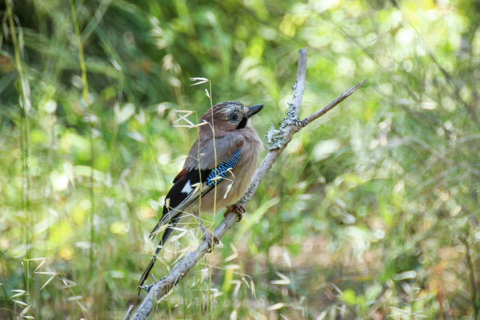 trilho das vinhas-19.jpg