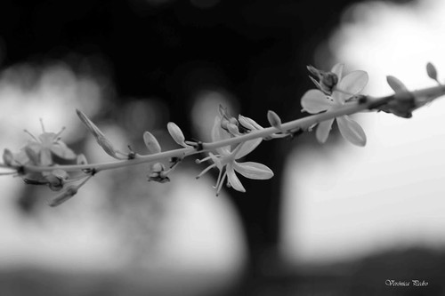 verónica pedro.jpg verónica pedro.jpg