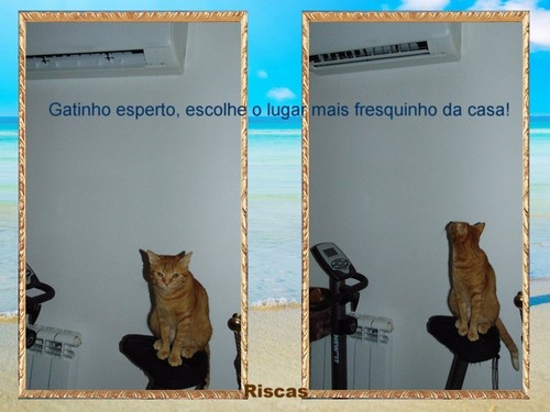 fresquinhocomoumgato.jpg