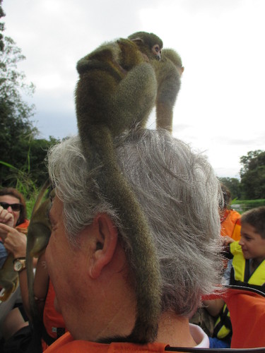 Macaquinhos no sótão 2.JPG