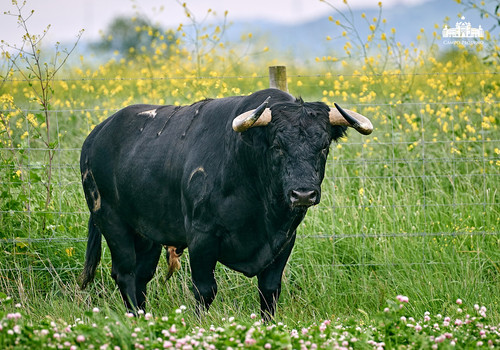 CANAS VIGOUROUX 29.jpg