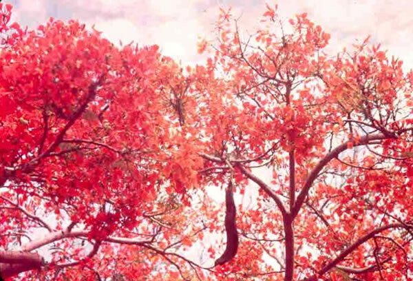 Acácia em Luanda (2).jpg