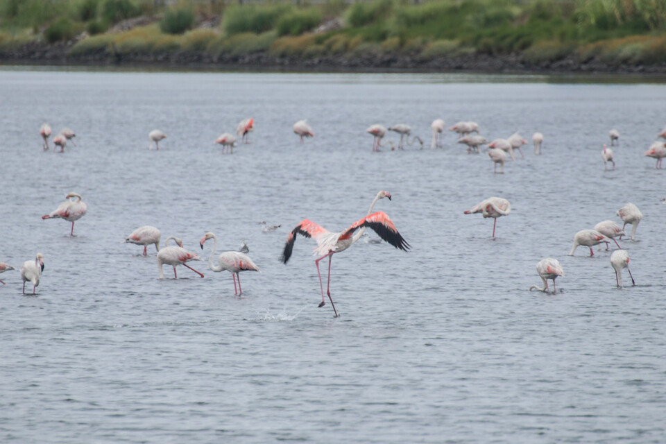 flamingo-comum 3.jpg