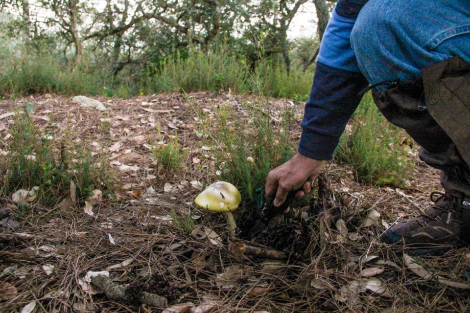 amanita phalloides 3.jpg amanita phalloides 3.jpg