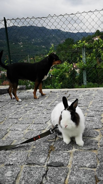 Regressar a aldeia_Fluffy maggie.jpg