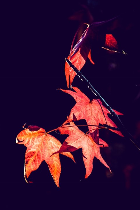 outono_quinta_das_conchas 2.jpg