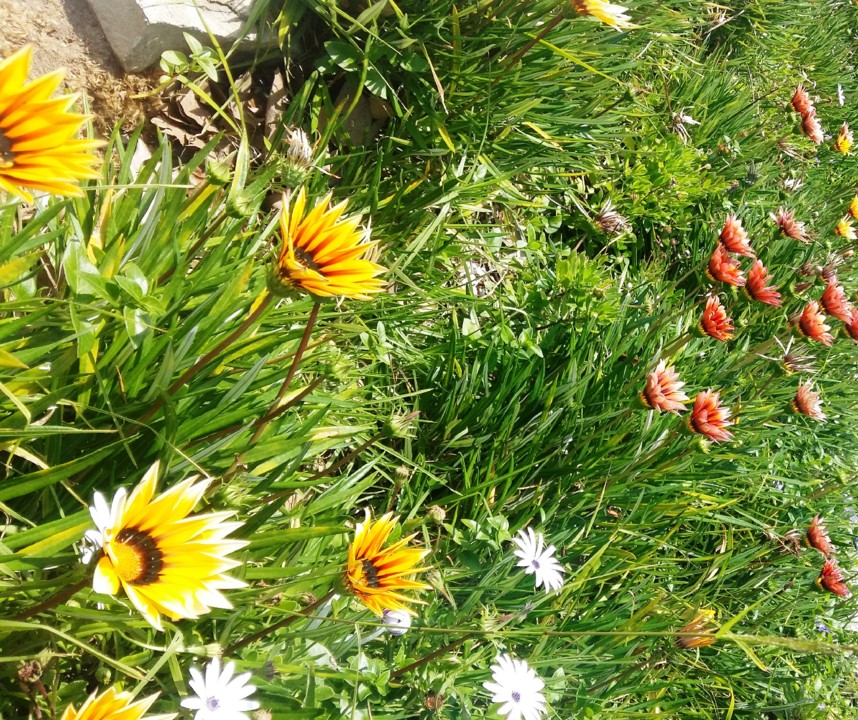 Primavera.jpg