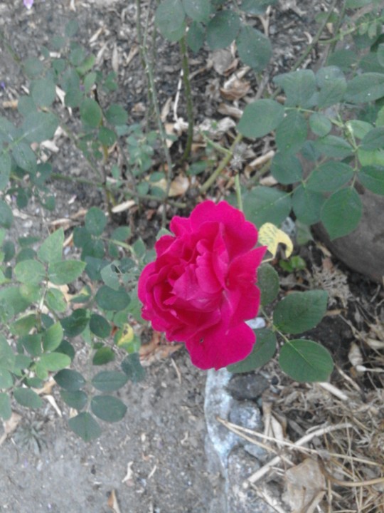 Rosa grená. Quintal. Foto original. 2018. 07. jpg