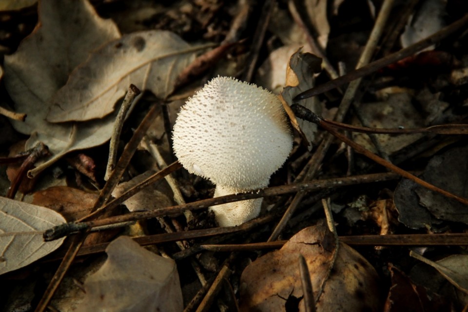 lycoperdon perlatum 7.jpg