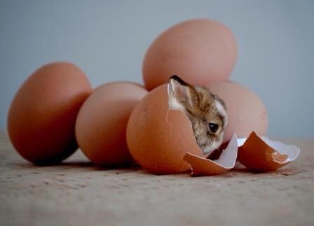 ovos de páscoa.jpg ovos de páscoa.jpg